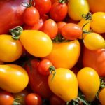 yellow-tomatoes-1671327_1280